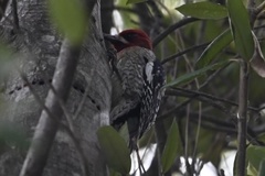 Sphyrapicus ruber daggetti