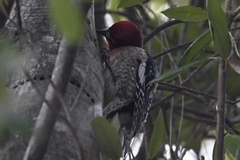 Sphyrapicus ruber daggetti