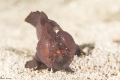 Phyllophryne scortea