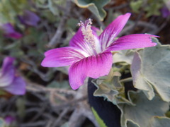 Malva lindsayi