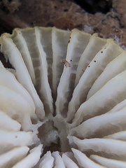 Mycena citrinomarginata