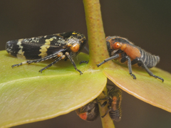 Eurymeloides marmorata