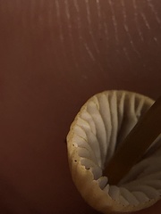 Mycena citrinomarginata