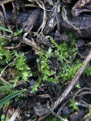 Mycena citrinomarginata