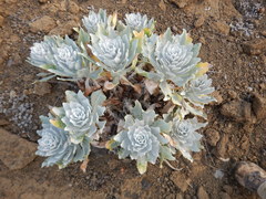 Stephanomeria guadalupensis