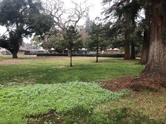 Mycena citrinomarginata