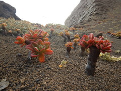Cistanthe guadalupensis