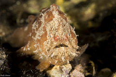 Phyllophryne scortea