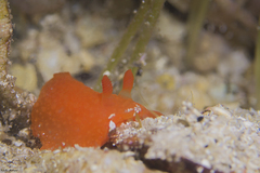 Doriopsilla peculiaris