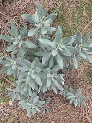 Eriodictyon traskiae ssp. smithii