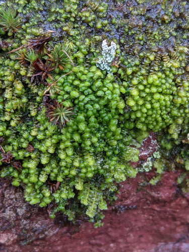 Scapania compacta