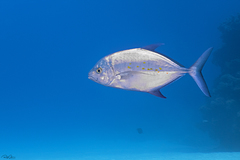 Ferdauia orthogrammus
