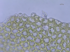 Scapania compacta