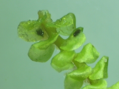 Scapania compacta