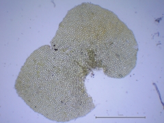 Scapania compacta