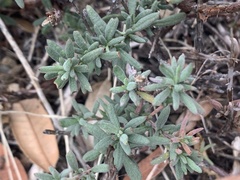 Extriplex californica