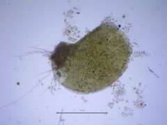 Scapania compacta