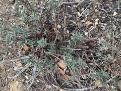 Extriplex californica