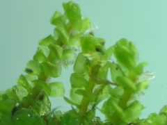 Scapania compacta