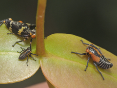 Eurymeloides marmorata