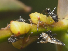 Eurymeloides marmorata