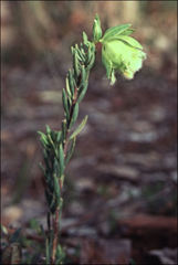 Pimelea suaveolens