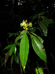 Palicourea quadrifolia