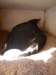 Synthliboramphus hypoleucus