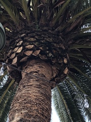 Arecaceae