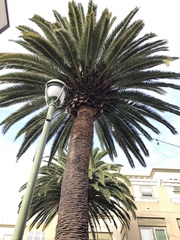 Arecaceae