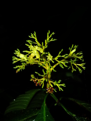 Palicourea quadrifolia