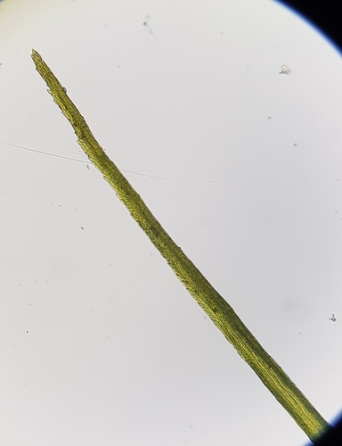 Image of Campylopus flexuosus by (c) Helen Waterman, some rights reserved (CC BY)