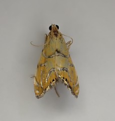 Glaucocharis auriscriptella