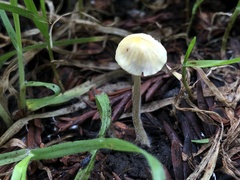Mycena citrinomarginata