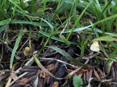 Mycena citrinomarginata