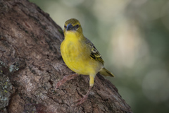Ploceus cucullatus