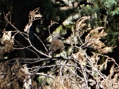 Junco insularis