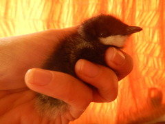 Synthliboramphus hypoleucus