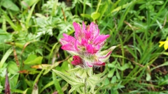 Castilleja parviflora oreopola