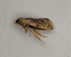 Atomotricha isogama