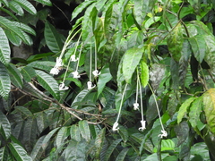 Posoqueria longiflora