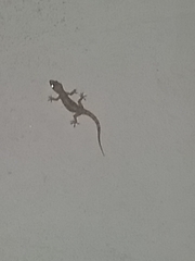 Hemidactylus turcicus