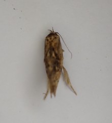 Atomotricha isogama