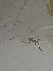 Hemidactylus turcicus