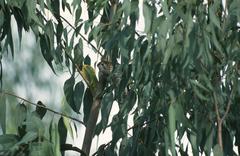 Falco punctatus