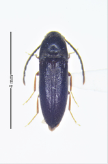 Isarthrus rufipes