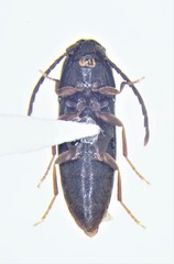 Isarthrus rufipes