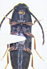 Isarthrus rufipes