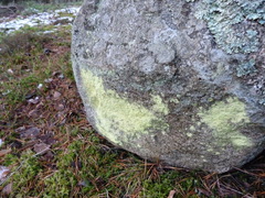 Chrysothrix chlorina