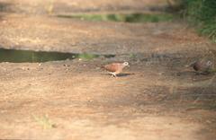 Nesoenas picturatus